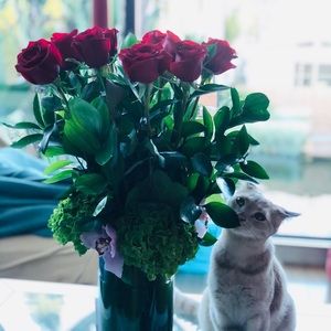 Meet your Posher, Stella